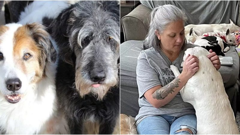 Woman Transforms Her Home into a Haven for Elderly Dogs, Providing Hospice Care for 80 Canine Companions