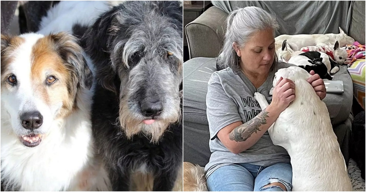 Woman Transforms Her Home into a Haven for Elderly Dogs, Providing Hospice Care for 80 Canine Companions