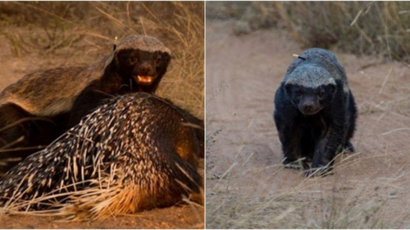 The Battle of the “Father of the Night” Ends with Porcupine Becoming a Tasty Prey