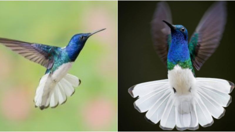 A Graceful Vision in Flight The White-necked Jacobin Charms with Its Elegance and Delicate Beauty