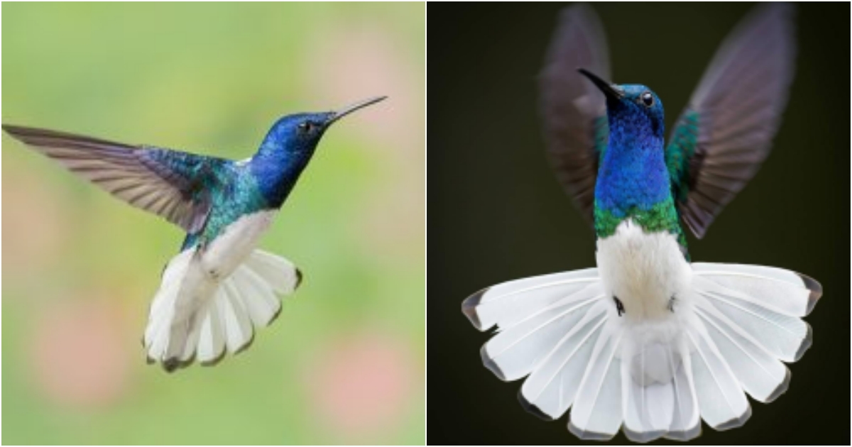 A Graceful Vision in Flight The White-necked Jacobin Charms with Its Elegance and Delicate Beauty