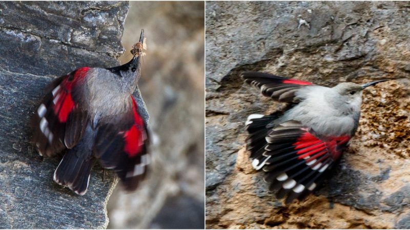 The Wallcreeper Resembling Giant Monarch Butterflies in Flight