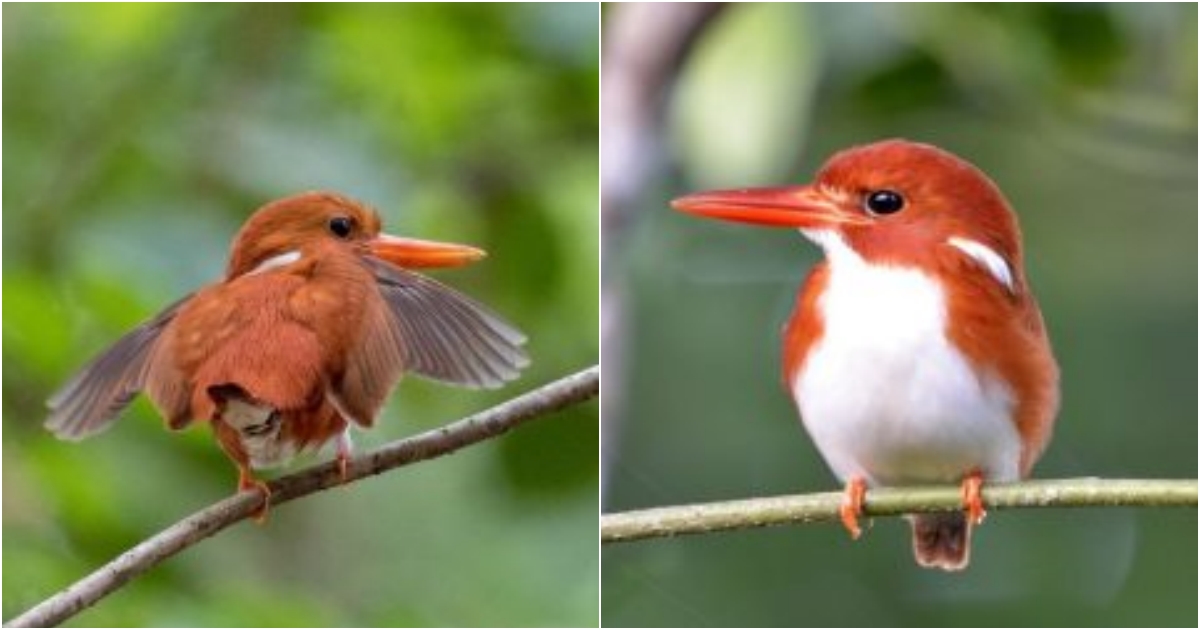 Introducing the Madagascar Pygmy Kingfisher – Master of stillness, birds can remain motionless for extended periods