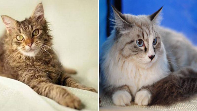 The World’s Most Beautiful Cat Species