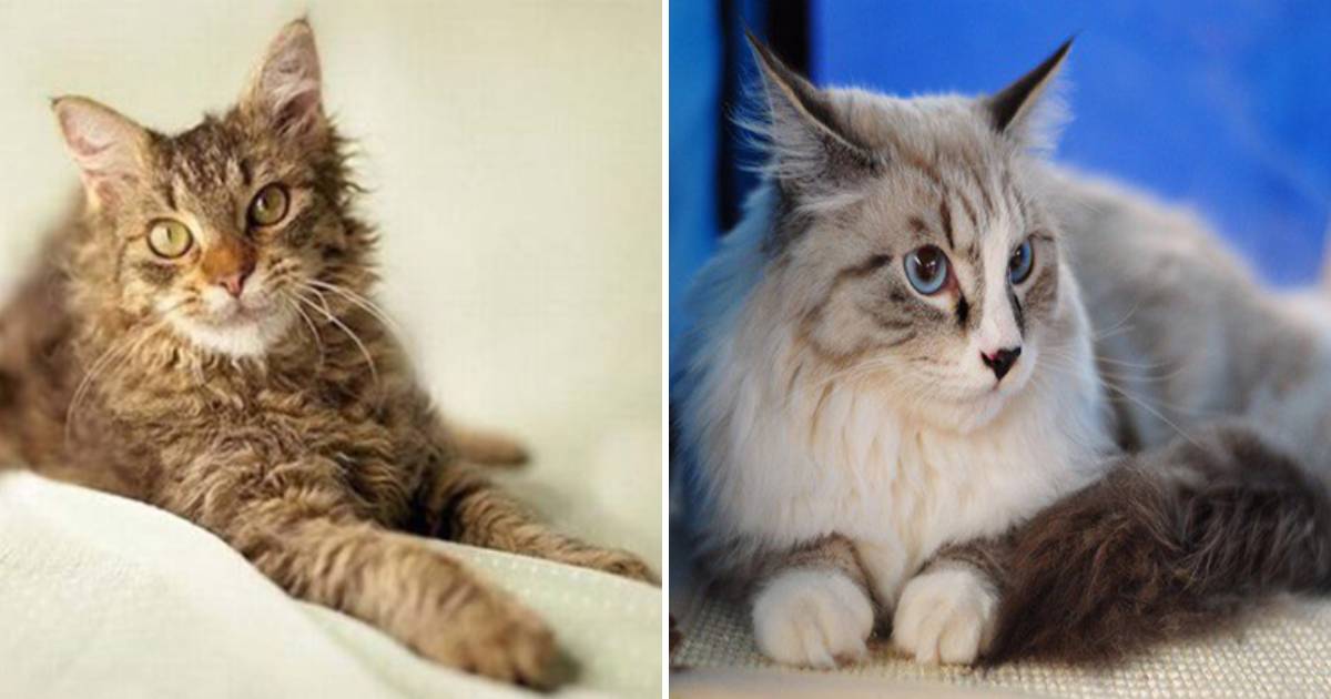 The World’s Most Beautiful Cat Species