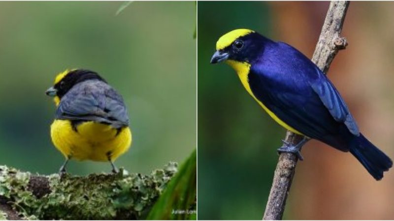 His canary yellow vest and cap contrast sharply with his black mask, which transforms into an iridescent purple cape!