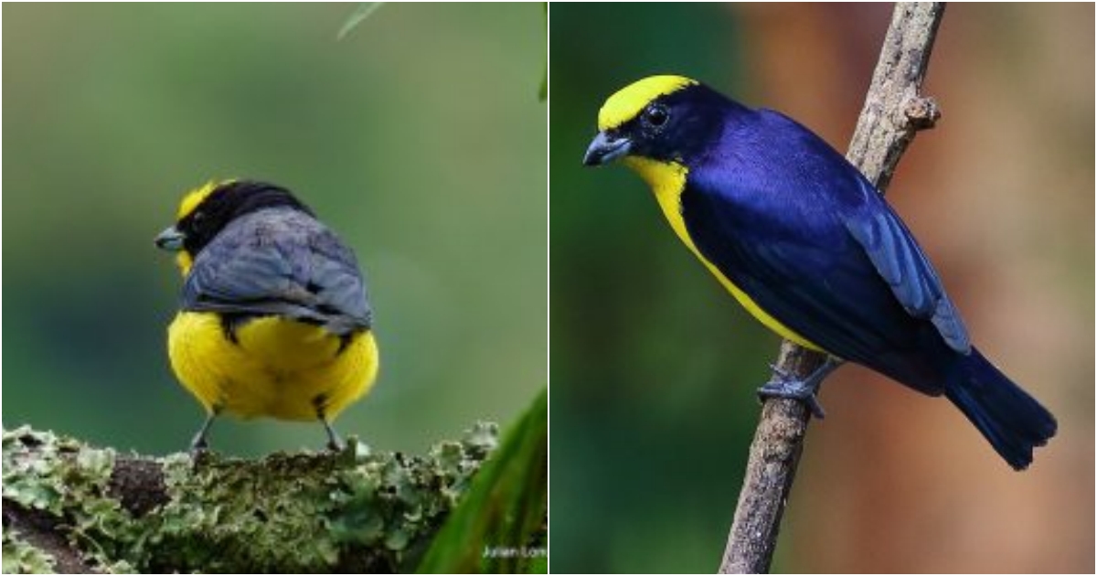 His canary yellow vest and cap contrast sharply with his black mask, which transforms into an iridescent purple cape!