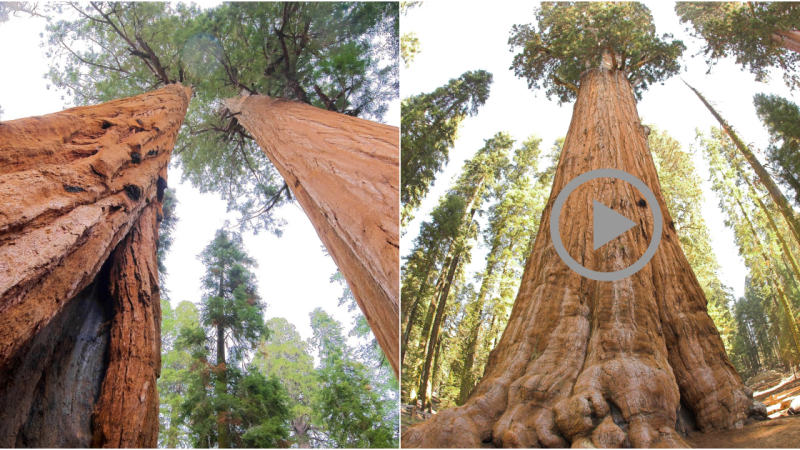 General Sherman Tree National Forest: Nature’s Splendor in California, USA