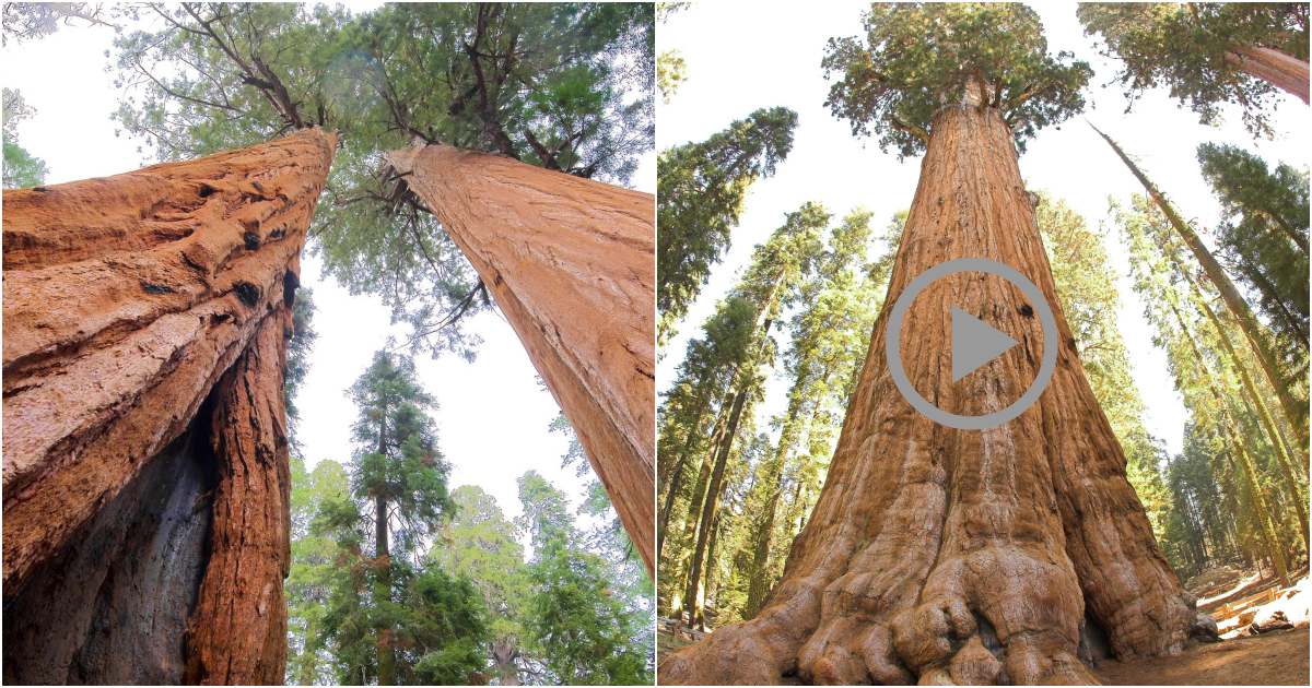 General Sherman Tree National Forest: Nature’s Splendor in California, USA