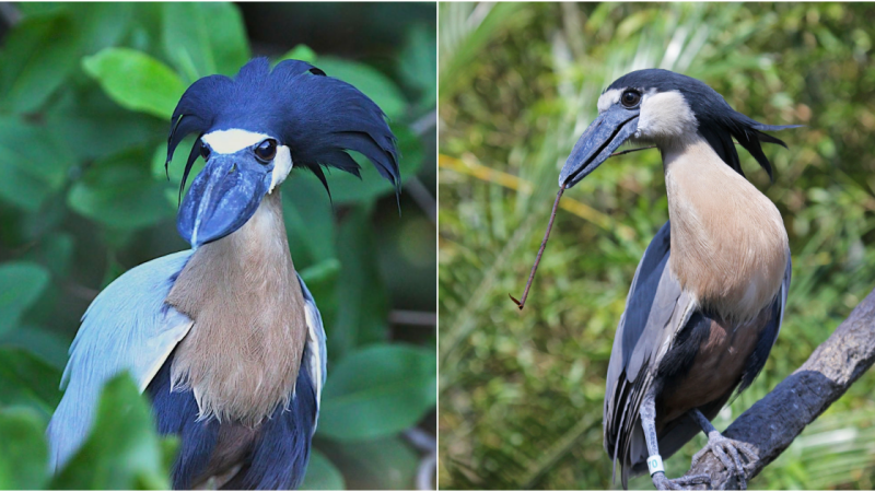 Unraveling the Enigmatic Boat-billed Heron: An Expedition with Nishant Kumar into Brazil’s Avian Wonders