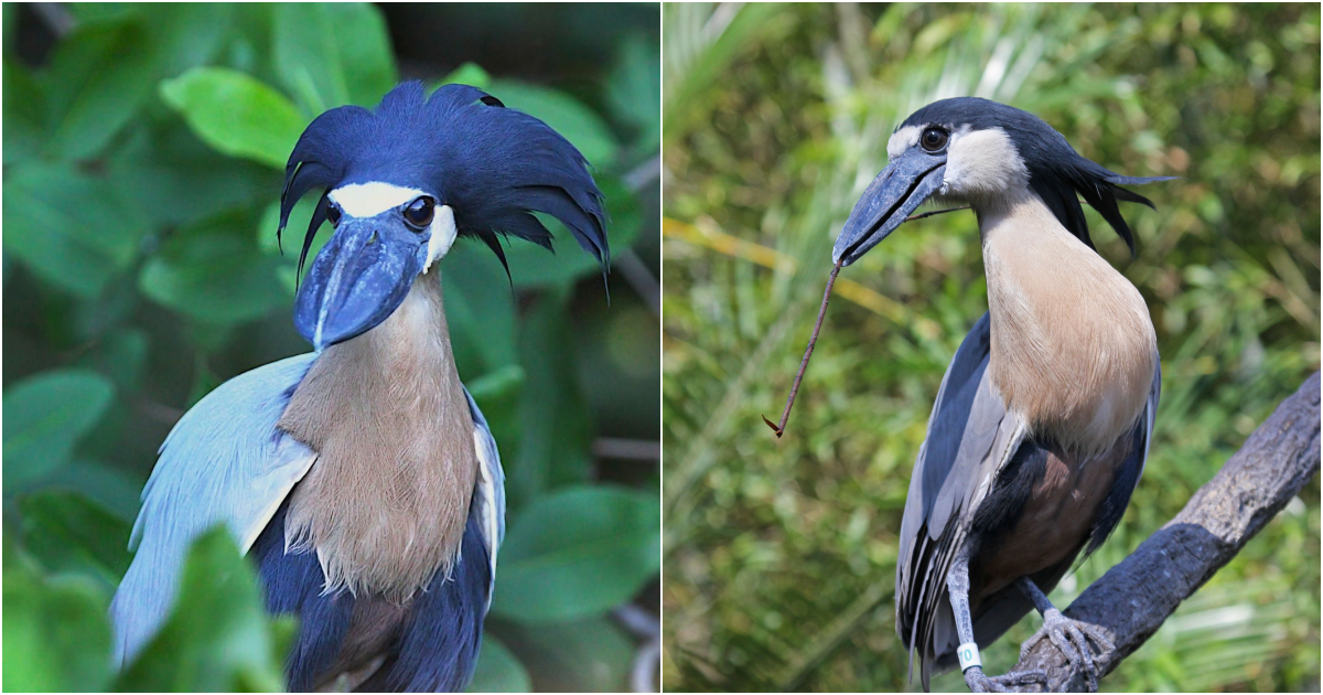 Unraveling the Enigmatic Boat-billed Heron: An Expedition with Nishant Kumar into Brazil’s Avian Wonders