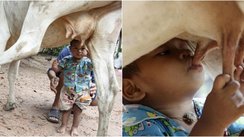 The heartwarming tale of Tha Sophat, an 18-month-old boy from Nokor Pheas village, Cambodia, brings tears to our eyes. Sadly, he hasn’t been breastfed because his mother is forced to work in Thailand to earn a living. Left without proper care and nourishment, Tha Sophat had to find an alternative source of sustenance.