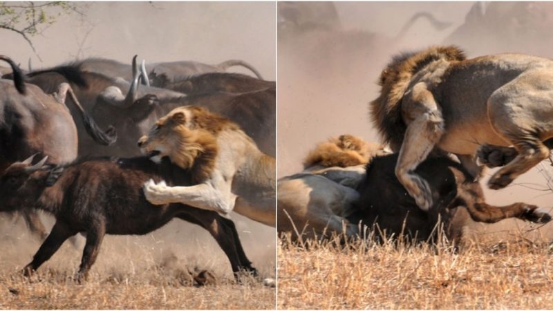 Female Buffalo Defeats Two Lions