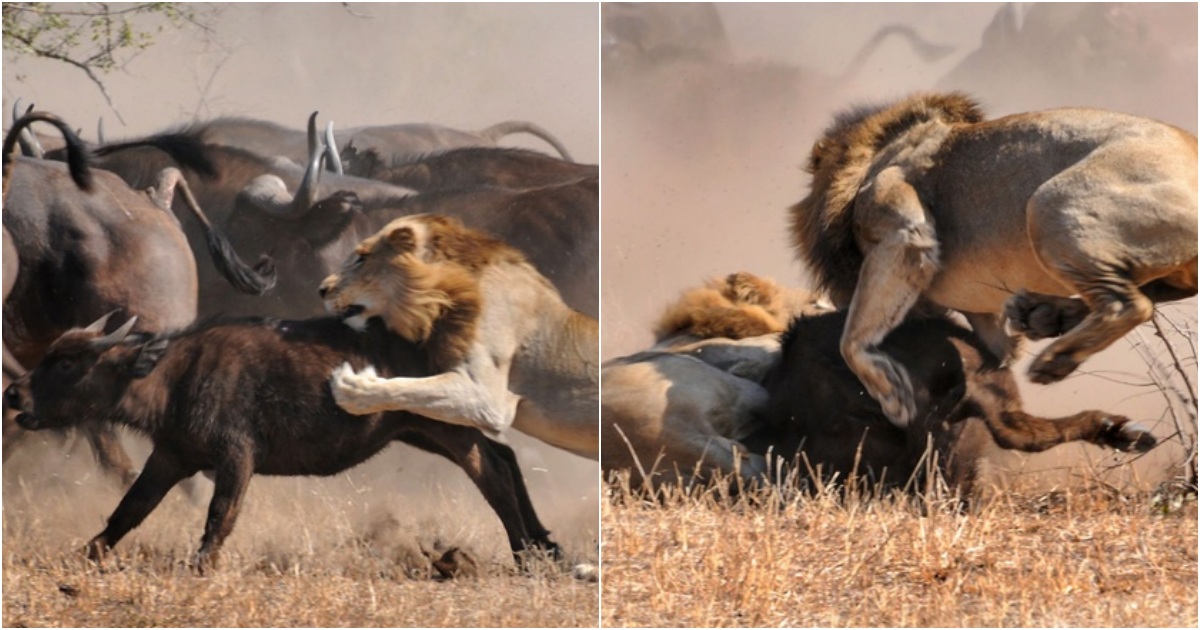 Female Buffalo Defeats Two Lions