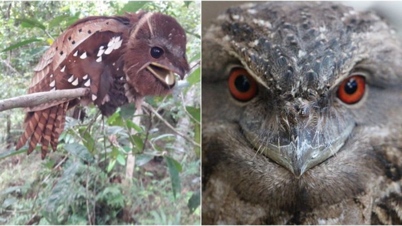 The Bizarre Southeast Asian Bird: Sporting an Eerie “Face” That Can Startle You When Encountered at Night