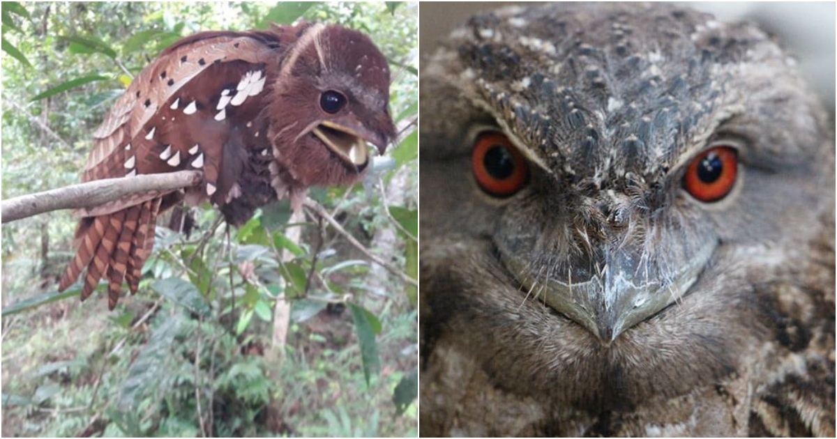 The Bizarre Southeast Asian Bird: Sporting an Eerie “Face” That Can Startle You When Encountered at Night