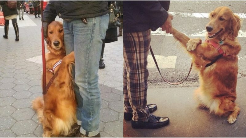 Love and Hugs: The Heartwarming Tale of Louboutina, the Joy-Spreading Golden Retriever”