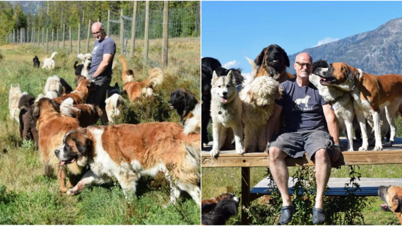 A Heartwarming Tale of Compassion: One Man’s Journey to Save 45 Shelter Dogs and a Gray Wolf