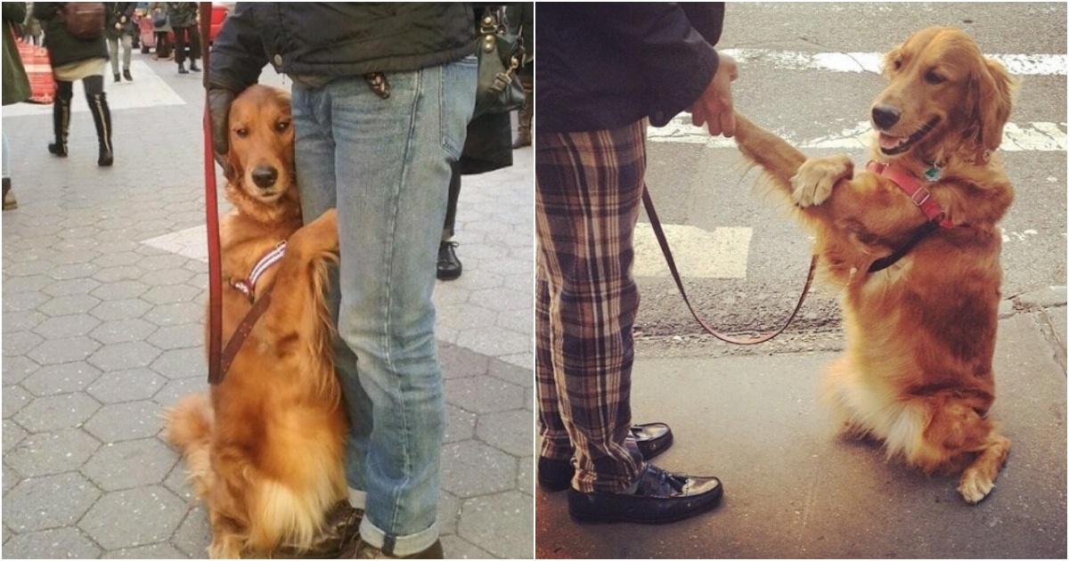 Love and Hugs: The Heartwarming Tale of Louboutina, the Joy-Spreading Golden Retriever”