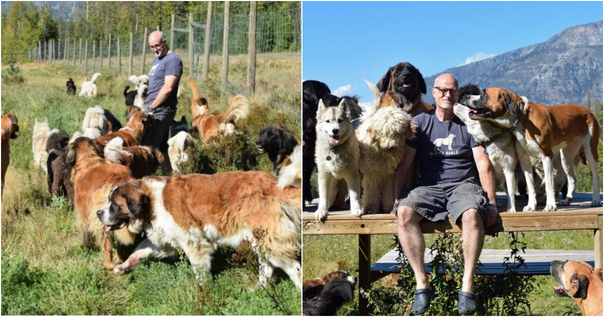 A Heartwarming Tale of Compassion: One Man’s Journey to Save 45 Shelter Dogs and a Gray Wolf