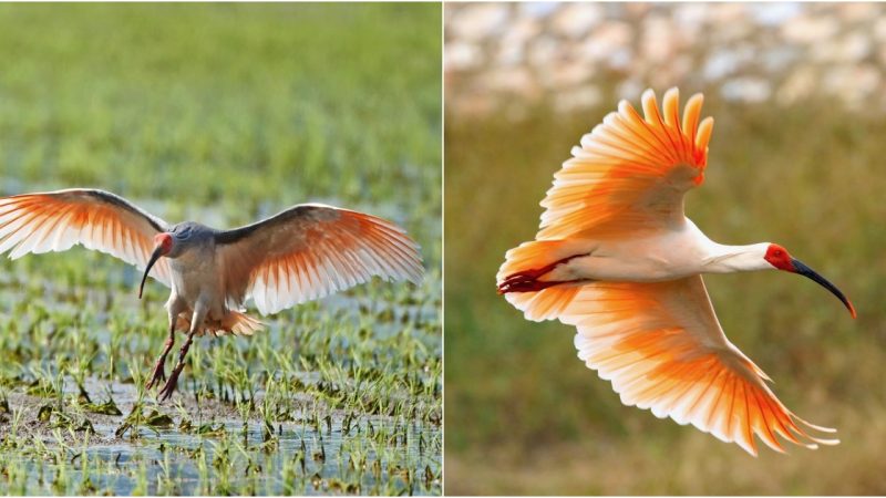 The Enigmatic Marvel: Reviving and Safeguarding the Japanese Crane