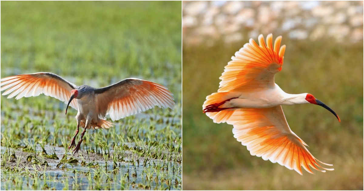 The Enigmatic Marvel: Reviving and Safeguarding the Japanese Crane