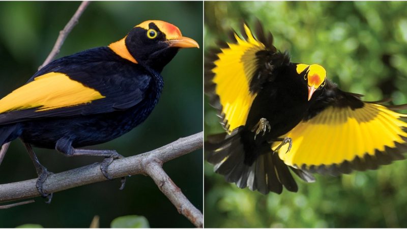 Enchanting Elegance: The Allure of the Regent Bowerbird’s αvian Splendor