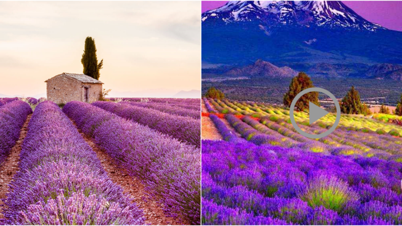 The Enchanting Fields: A Floral Symphony in Provence