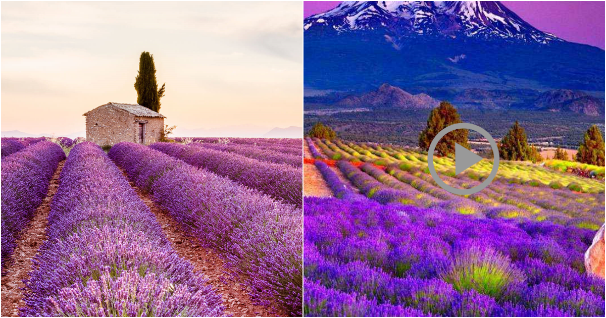 The Enchanting Fields: A Floral Symphony in Provence