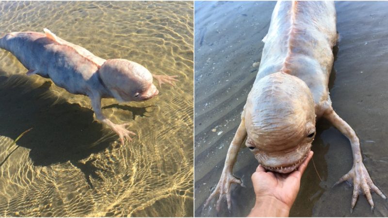 Mysterious Fish-Shaped Creature with Big hеаd and Ьizаrre Claws Found Washed Ashore in Thailand