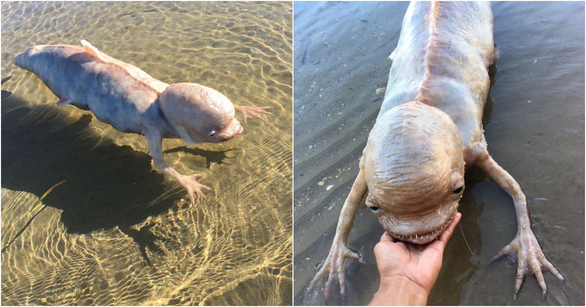 Mysterious Fish-Shaped Creature with Big hеаd and Ьizаrre Claws Found Washed Ashore in Thailand