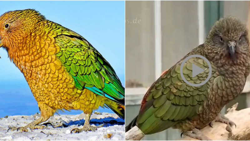 The Kea: A Clever and Curious Parrot of New Zealand’s South Island