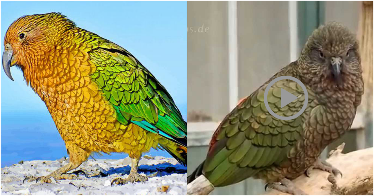 The Kea: A Clever and Curious Parrot of New Zealand’s South Island