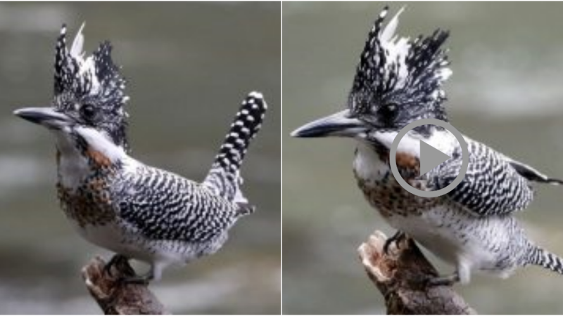 Unveiling the Majestic Splendor: The Crested Kingfisher’s Unique Beauty