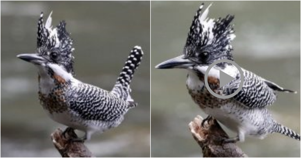 Unveiling the Majestic Splendor: The Crested Kingfisher’s Unique Beauty