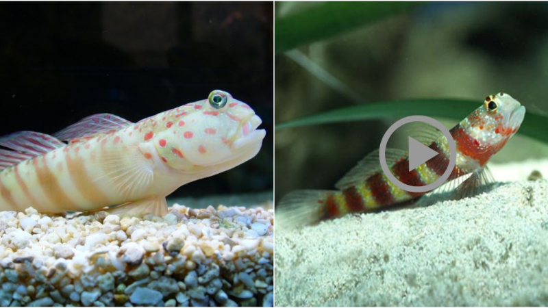 Fascinating Discoveries about Goby Fish