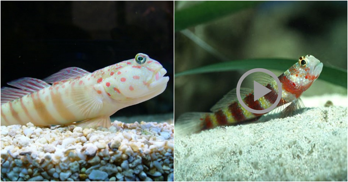 Fascinating Discoveries about Goby Fish