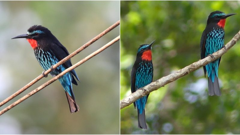 Merops gᴜlaris – The Marvelous Rainbow Bee-eater