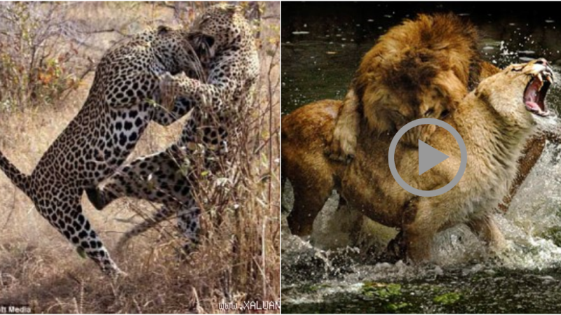 The Intense Life-or-Death Battles of Wildlife: Up Close and Personal