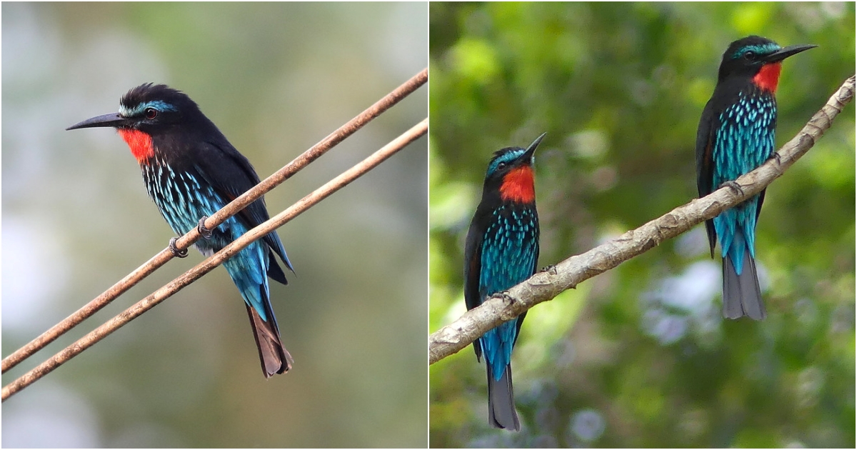 Merops gᴜlaris – The Marvelous Rainbow Bee-eater