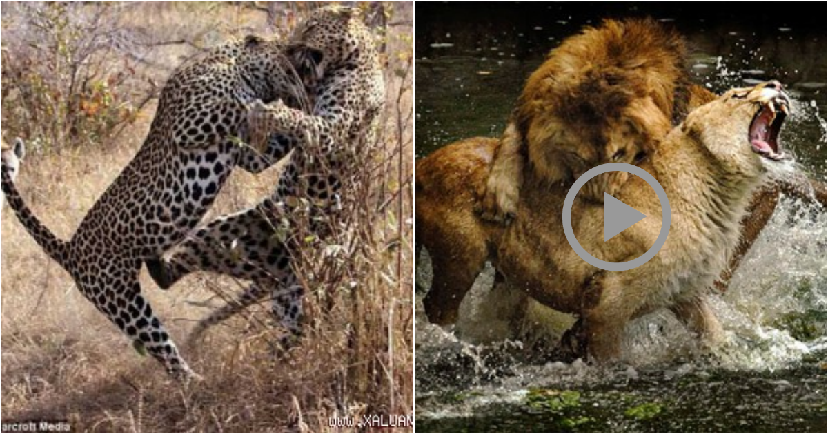 The Intense Life-or-Death Battles of Wildlife: Up Close and Personal