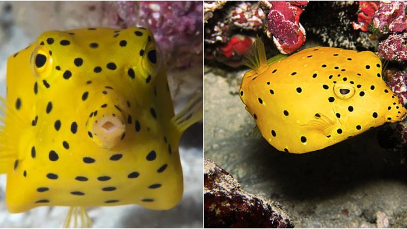 The Yellow Boxfish: A Unique and Agile Marvel of Coral Reefs