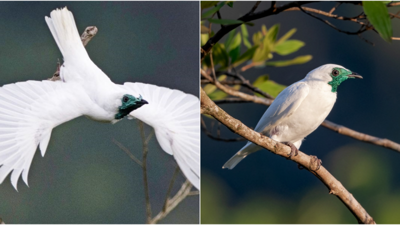 Bare-throated Bellbird: The Noisiest Bird in the World and Its Fight for Survival