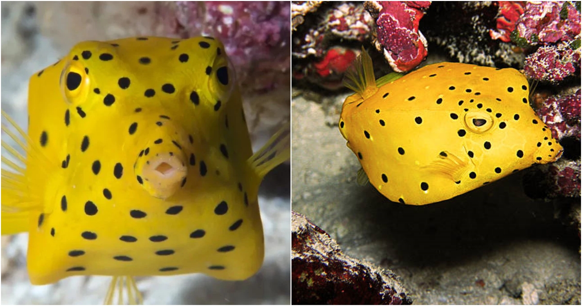 The Yellow Boxfish: A Unique and Agile Marvel of Coral Reefs