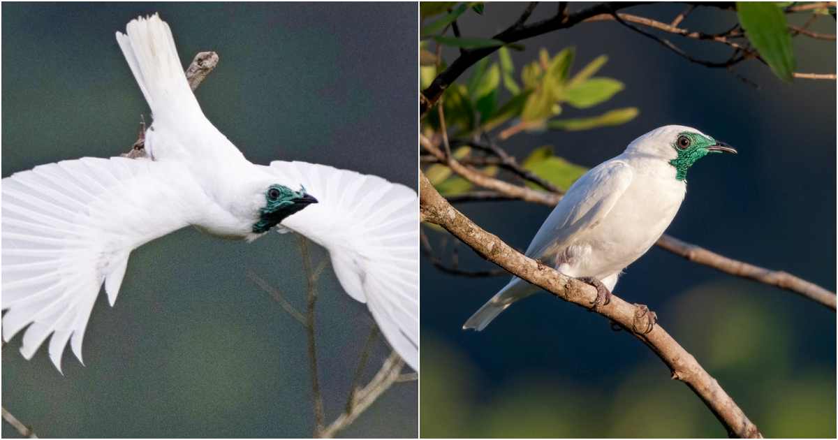 Bare-throated Bellbird: The Noisiest Bird in the World and Its Fight for Survival