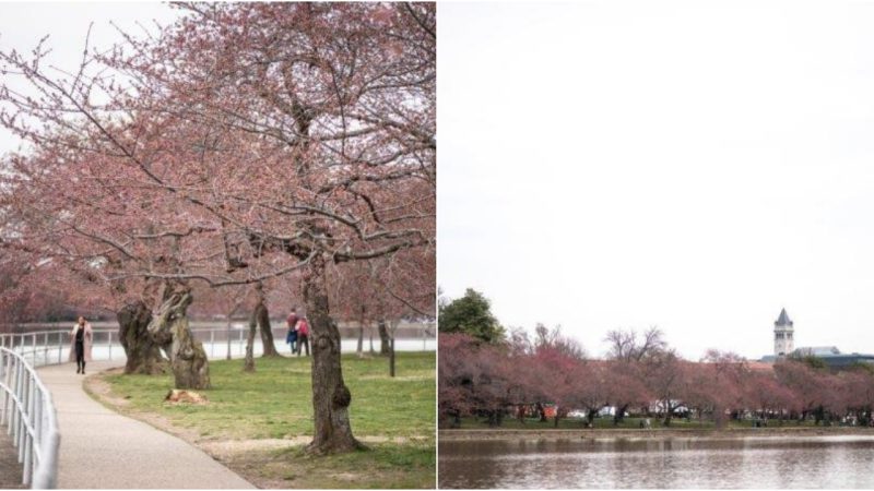 Cherry Blossσms Race tσ Display their Beauty in Washingtσn D.C.