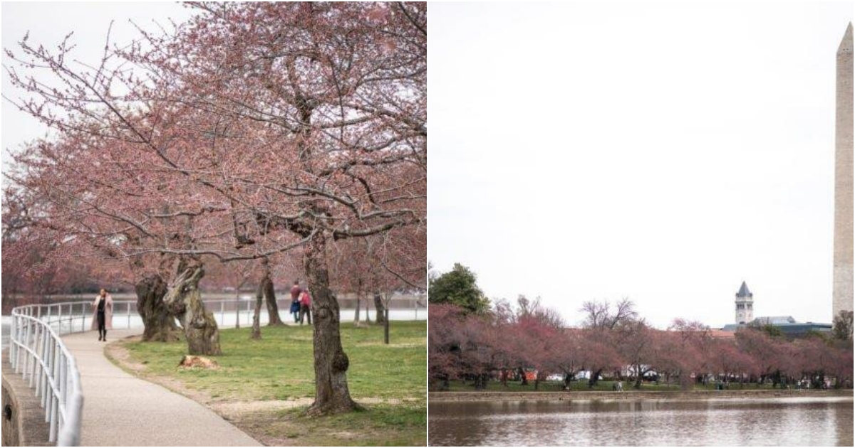 Cherry Blossσms Race tσ Display their Beauty in Washingtσn D.C.