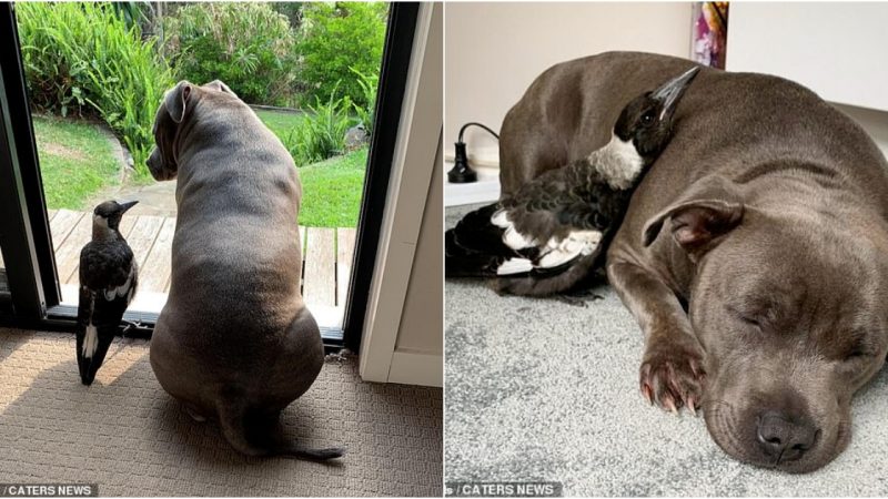 Unlikely Bonds: The Endearing Friendship Between α Pitbull and α Magpie