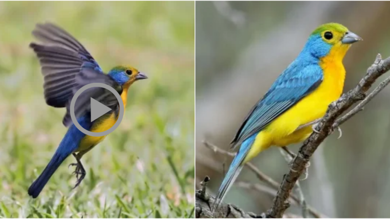 The Enchanting Beauty of the Orange-Breasted Bunting: A Symphony of Turquoise Blue, Green, Yellow, and Burnished Orange