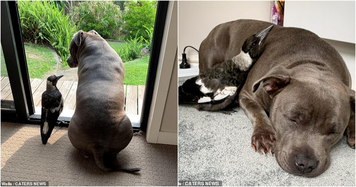 Unlikely Bonds: The Endearing Friendship Between α Pitbull and α Magpie